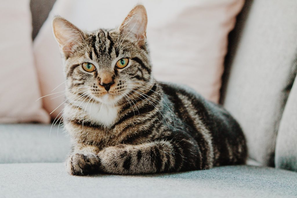 Ist der internationale Tag der Katze auch bei deinem Marketing-Kalender dabei?